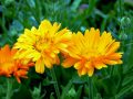 Szép és hasznos – a kerti körömvirág